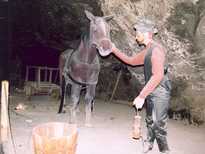 Paarden werden veelvuldig gebruikt in de mijn van Wieliczka