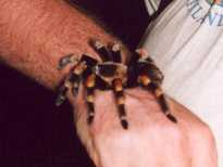 Tarantula spin op Arjan zijn hand