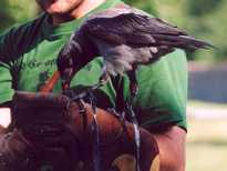 Bonte kraai bij de roofvogelshow bij het kasteel